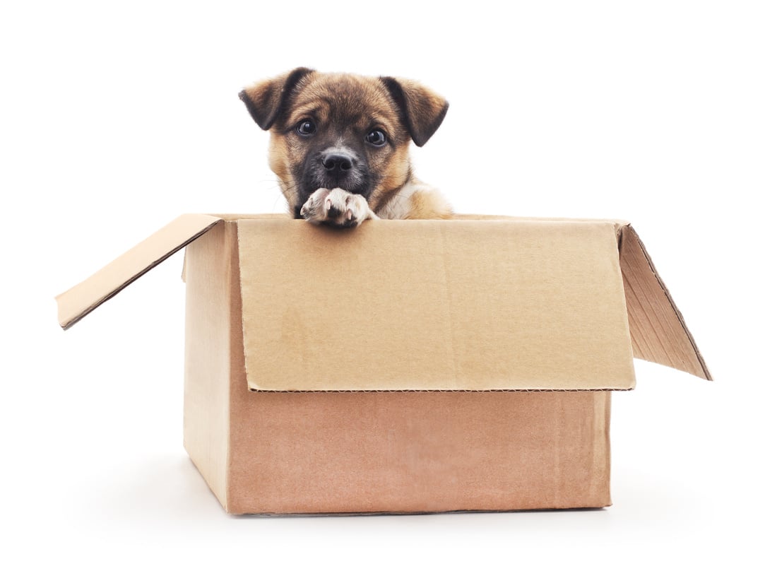 Puppy in the box.