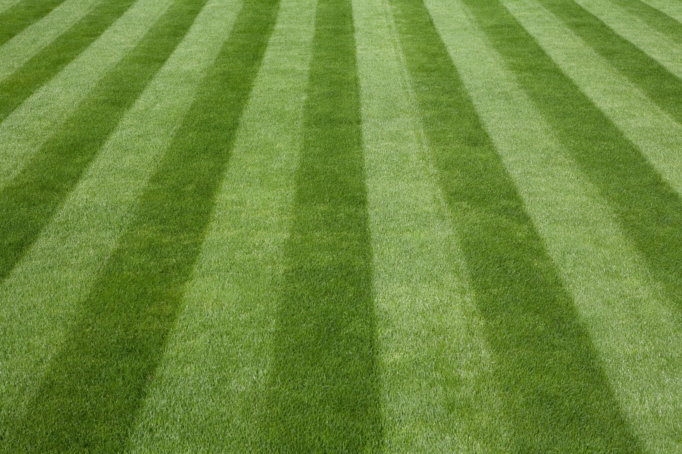 Perfect freshly mowed lawn in field